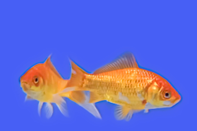 La respiration chez le Poisson rouge - 7mn 57s